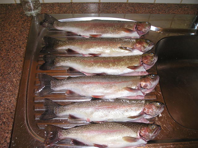 trout 2